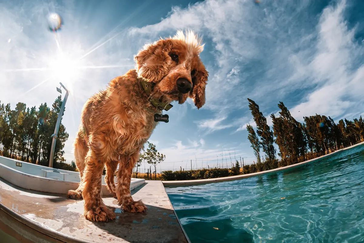 Fisheye photo of a dog standing at a pool edge, the sky and the pool edge curve toward the corners