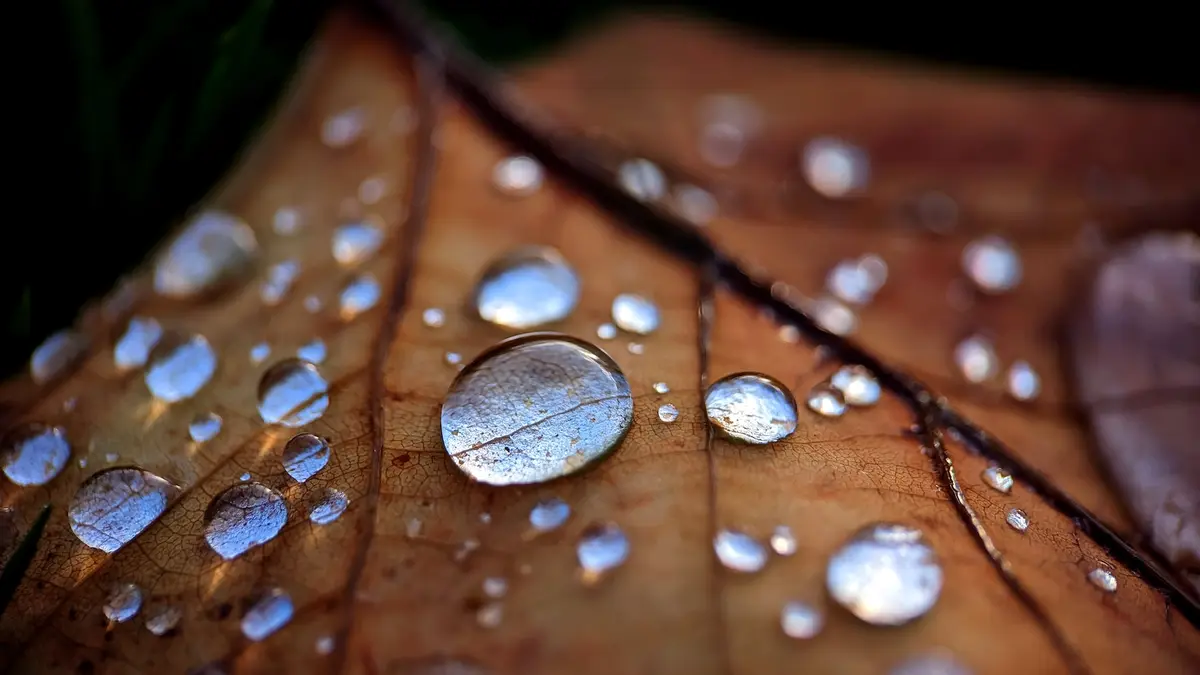 Close-up of water droplets on a brown leaf with a shallow depth of field